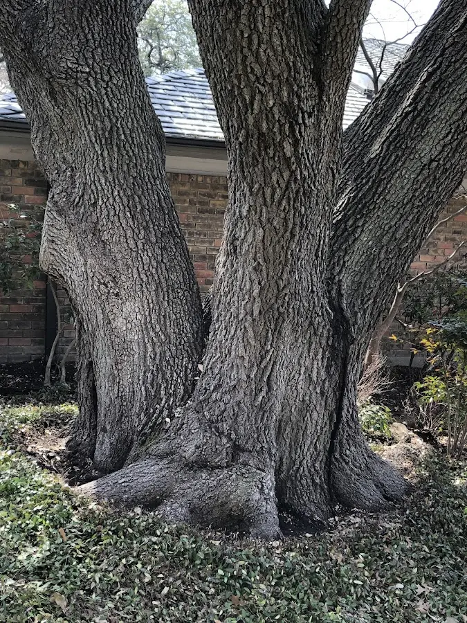 Mature heritage tree close to a Pearcy property cared for by certified arborists